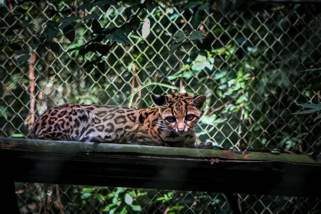 New cat species, Leopardus tilcayo, discovered in Bolivia; archive images