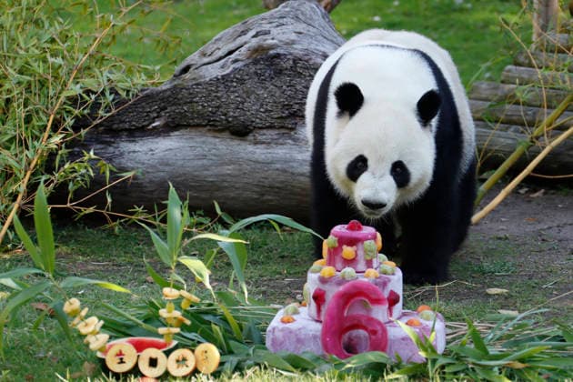Spain, Panda’s birthday at Madrid Zoo