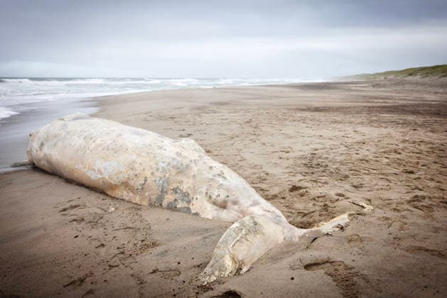 Denmark, dead whale off the coast of Jutland