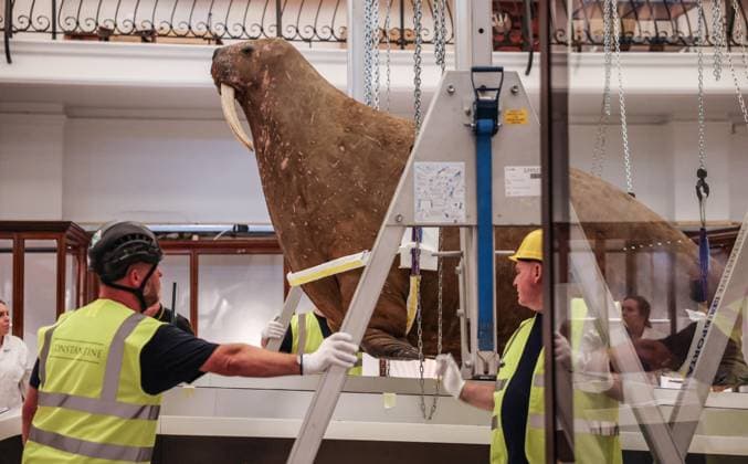 United Kingdom: Horniman Museum displays its famous stuffed walrus, London