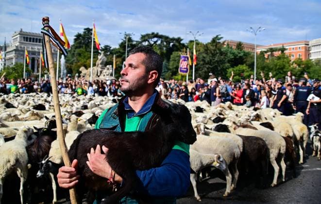 October 19, 2025, Madrid, Madrid, SPAIN: Madrid celebrates the traditional Transhumance Day, when hundreds of sheep and shepherds walk through the historic city center following the ancient droversâ€⠢ routes. The event highlights transhumance as both a cultural and environmental heritage, with flocks passing through Puerta del Sol, Plaza de Cibeles, and other emblematic streets, accompanied by shepherds in traditional attire and folk music. Madrid SPAIN - ZUMAz108 20251019_znp_z108_005 Copyright: xRichardxZubelzux