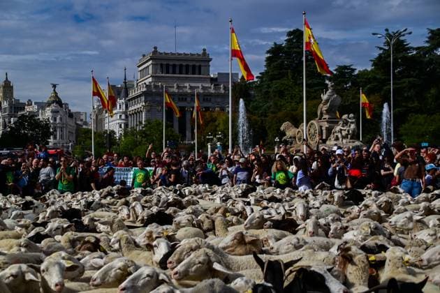 October 19, 2025, Madrid, Madrid, SPAIN: Madrid celebrates the traditional Transhumance Day, when hundreds of sheep and shepherds walk through the historic city center following the ancient droversâ€⠢ routes. The event highlights transhumance as both a cultural and environmental heritage, with flocks passing through Puerta del Sol, Plaza de Cibeles, and other emblematic streets, accompanied by shepherds in traditional attire and folk music. Madrid SPAIN - ZUMAz108 20251019_znp_z108_010 Copyright: xRichardxZubelzux