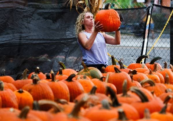 October 27, 2025, St. Petersburg, Florida, USA: Genoa Fedyszyn, 45, from St. Petersburg, inspects her selection while looking for the perfect jack-o-lantern to be with her husband and their two year old daughter at GallagherÃ¢â‚¬â ¢s Pumpkins and Christmas Trees, 7401 4th St. North, on Monday, Oct. 27, 2025 in St. Petersburg. St. Petersburg USA - ZUMAs70_ 20251027_zan_s70_035 Copyright: xDirkxShaddx