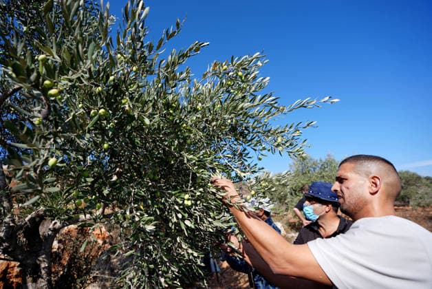 Israeli forces injure Palestinian farmer during raids on olive farms NABLUS, WEST BANK, PALESTINE - OCTOBER 2: Palestinian farmers, supported by local and international solidarity activists, harvest olives in agricultural groves in the town of Beita, before the Israeli settlers, under the protection of Israeli forces, intervene against an olive-picking event organized by Palestinians and a group of activists in Nablus, West Bank, Palestine on October 02, 2026. Israeli settlers beat the 46-year-old Palestinian man in the town of Beita, south of Nablus, according to the Palestinian Red Crescent Society. Witnesses told Anadolu that a group of Israeli settlers fired stun grenades and tear gas at farmers in the Jabal al-Arma area, forcing them t Copyright: x2026xAnadoluxIssamxRimawix