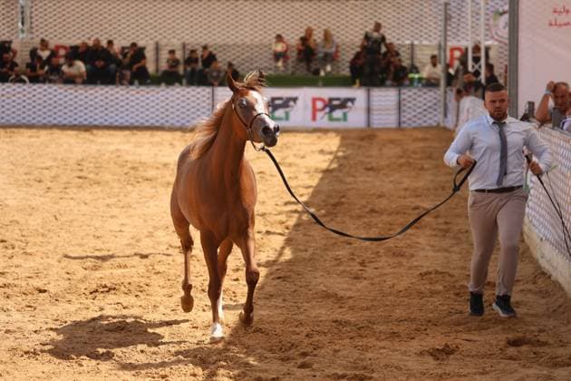 October 2, 2026, Hebron, Palestine, State of: HEBRON, OCCUPIED WEST BANK, OCTOBER 2, 2026: Palestinian riders and horse breeders take part in a three-day Arabian horse beauty show in Hebron, featuring around 300 purebred Arabian horses. Participants from across the West Bank, Jerusalem and Palestinian communities inside Israel gathered for the event, which showcases the characteristics and bloodlines of Arabian horses and promotes horse breeding and equestrian competitions. Organizers and participants hope the event will help develop the Arabian horse show scene in Palestine and create opportunities for riders and breeders to participate in international competitions. Hebron Palestine, State of - ZUMAq101 20261002_zna_q101_205 Copyright: xMosabxShawerx