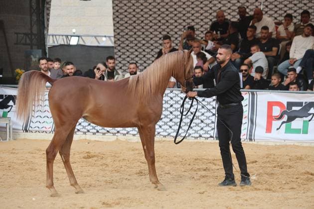 October 2, 2026, Hebron, Palestine, State of: HEBRON, OCCUPIED WEST BANK, OCTOBER 2, 2026: Palestinian riders and horse breeders take part in a three-day Arabian horse beauty show in Hebron, featuring around 300 purebred Arabian horses. Participants from across the West Bank, Jerusalem and Palestinian communities inside Israel gathered for the event, which showcases the characteristics and bloodlines of Arabian horses and promotes horse breeding and equestrian competitions. Organizers and participants hope the event will help develop the Arabian horse show scene in Palestine and create opportunities for riders and breeders to participate in international competitions. Hebron Palestine, State of - ZUMAq101 20261002_zna_q101_193 Copyright: xMosabxShawerx