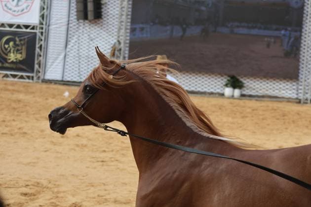 October 2, 2026, Hebron, Palestine, State of: HEBRON, OCCUPIED WEST BANK, OCTOBER 2, 2026: Palestinian riders and horse breeders take part in a three-day Arabian horse beauty show in Hebron, featuring around 300 purebred Arabian horses. Participants from across the West Bank, Jerusalem and Palestinian communities inside Israel gathered for the event, which showcases the characteristics and bloodlines of Arabian horses and promotes horse breeding and equestrian competitions. Organizers and participants hope the event will help develop the Arabian horse show scene in Palestine and create opportunities for riders and breeders to participate in international competitions. Hebron Palestine, State of - ZUMAq101 20261002_zna_q101_194 Copyright: xMosabxShawerx