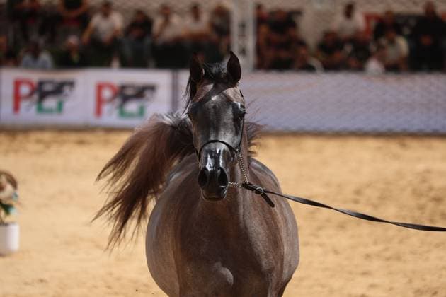 October 2, 2026, Hebron, Palestine, State of: HEBRON, OCCUPIED WEST BANK, OCTOBER 2, 2026: Palestinian riders and horse breeders take part in a three-day Arabian horse beauty show in Hebron, featuring around 300 purebred Arabian horses. Participants from across the West Bank, Jerusalem and Palestinian communities inside Israel gathered for the event, which showcases the characteristics and bloodlines of Arabian horses and promotes horse breeding and equestrian competitions. Organizers and participants hope the event will help develop the Arabian horse show scene in Palestine and create opportunities for riders and breeders to participate in international competitions. Hebron Palestine, State of - ZUMAq101 20261002_zna_q101_195 Copyright: xMosabxShawerx