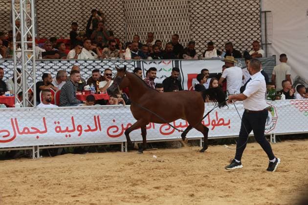 October 2, 2026, Hebron, Palestine, State of: HEBRON, OCCUPIED WEST BANK, OCTOBER 2, 2026: Palestinian riders and horse breeders take part in a three-day Arabian horse beauty show in Hebron, featuring around 300 purebred Arabian horses. Participants from across the West Bank, Jerusalem and Palestinian communities inside Israel gathered for the event, which showcases the characteristics and bloodlines of Arabian horses and promotes horse breeding and equestrian competitions. Organizers and participants hope the event will help develop the Arabian horse show scene in Palestine and create opportunities for riders and breeders to participate in international competitions. Hebron Palestine, State of - ZUMAq101 20261002_zna_q101_199 Copyright: xMosabxShawerx