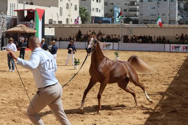 October 2, 2026, Hebron, Palestine, State of: HEBRON, OCCUPIED WEST BANK, OCTOBER 2, 2026: Palestinian riders and horse breeders take part in a three-day Arabian horse beauty show in Hebron, featuring around 300 purebred Arabian horses. Participants from across the West Bank, Jerusalem and Palestinian communities inside Israel gathered for the event, which showcases the characteristics and bloodlines of Arabian horses and promotes horse breeding and equestrian competitions. Organizers and participants hope the event will help develop the Arabian horse show scene in Palestine and create opportunities for riders and breeders to participate in international competitions. Hebron Palestine, State of - ZUMAq101 20261002_zna_q101_190 Copyright: xMosabxShawerx