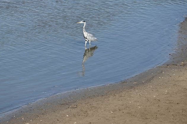 Low water levels in the Port of Düsseldorf have exposed a large sandbar; rocks and sand on the shore; Harbor Basin A; a gray heron hunting for fish; Düsseldorf, October 5, 2026,