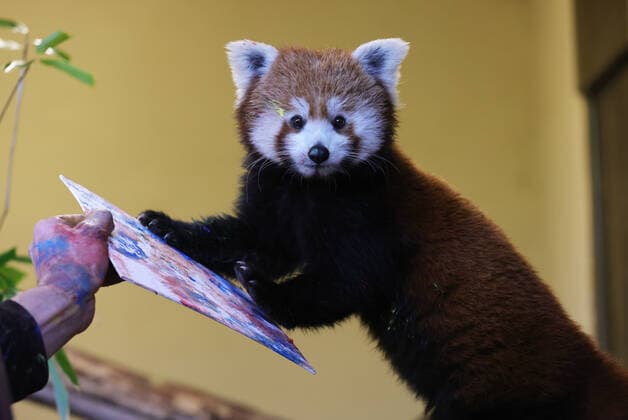23 12 2022, NRW, North Rhine-Westphalia, Kleve, Kleve Zoo, painting animal, painting, animal painting, art, red panda, the female panda KAMALA paints, the paintings are to be sold to finance the expansion of the new panda facility and Copyright: xRalfxIbingx xSnowfieldxPhotographyx SF231222KamalaR41