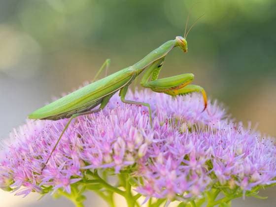european Praying mantis, Praying Mantis Mantis religiosa , sits at a Stonecrop, Hylotelephium, Germany, Bathing Wuerttemberg, Kaiserstuhl European preying Mantis Mantis religiosa , sits ON a stonecrop, Hylotelephium, Germany, Bathing Wuerttemberg, Kaiserstuhl BLWS716788 Copyright: xblickwinkel McPHOTO M.xSchaefx