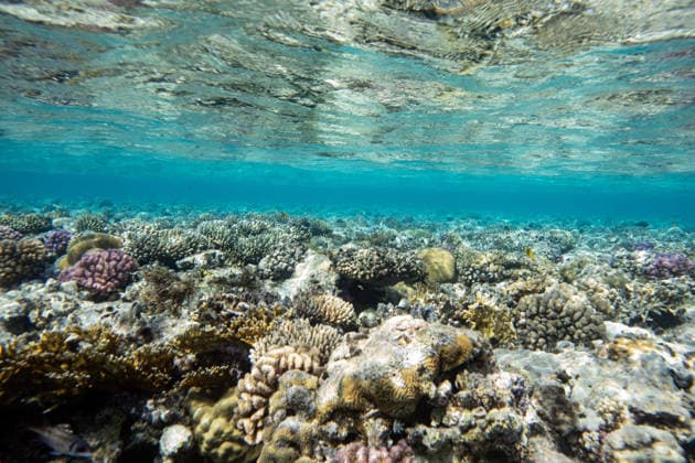 Red Sea’s Diversity and Coral Reefs HURGHADA, EGYPT - DECEMBER 2: The reefs of the Red Sea are seen including reef-dependent species which includes clownfish, butterflyfish, parrotfish, moray eels, sea turtles, and many invertebrates in Hurghada, Egypt on December 2, 2025. These coral colonies shelter hundreds of invertebrates, sponges, and numerous fish species Symbiotic microalgae called zooxanthellae support coral survival and form the basis of the reef food chain. The Red Sea, considered one of the world’s most unique marine ecosystems, lies at the intersection of subtropical and tropical climate zones, giving it high biodiversity. Bordered by Egypt, Sudan, and Eritrea in Africa, and Saudi Arabia, Jordan, and Yemen on the Arabian Penins Copyright: x2025xAnadoluxMahmutxSerdarxAlakusx