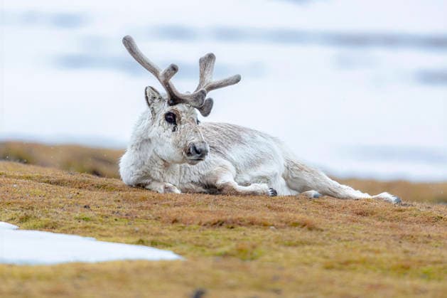 Svalbard Ren, Svalbard, Svalbard reindeer, Svalbard Reindeer Rangifer tarandus platyrhynchus , rests itself from, Norway, Spitsbergen, Longyearbyen Svalbard Reindeer Rangifer tarandus platyrhynchus , resting, Norway, Svalbard, Longyearbyen BLWS739832 Copyright: xblickwinkel AGAMI O.xWildschutx