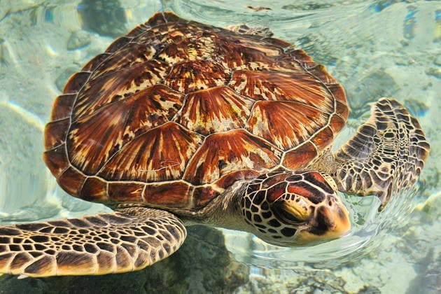 Kizimkazi TZA, Travel, Africa, Tanzania, Tanzania, Zanzibar, Living creatures, Animal, Turtle, 19 03 2026 Sea turtles in the Salaam Cave a conservation center for sea turtles on Zanzibar TZA, Travel, Tanzania, Tanzania, Zanzibar, Living creatures, Animal, Turtle, 19 03 2026 Copyright: xEibner-Pressefoto JuergenxAugstx EP_JAT