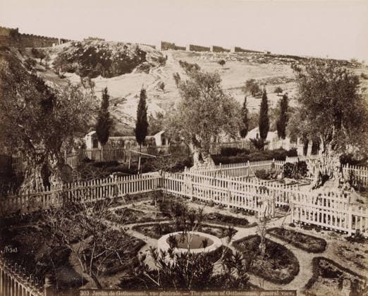 RECORD DATE NOT STATED Jardin de Gethsemane, vue gà nà rale. - The garden of Gethsemane, general view., View of the Garden of Gethsemane at the foot of the Mount of Olives in Jerusalem, photograph, Part of Travel album with photos of Jerusalem and other biblical places., negative number: 303 , photographer: Maison Bonfils, Jerusalem, c. 1867 - c. 1895, pasteboard, paper, albumen print, height 225 mm x width 283 mm, garden, mountains, Mount of Olives, Gethsemane, A fenced garden area with neatly trimmed shrub patterns and a circular stone basin in the foreground, surrounded by low hedges and pathways; several gnarled olive trees and tall slender cypress trees rise among the beds; wooden picket fences separate sections and enclose the garden, with small arch-toppe Copyright Penta Springs LCK260531_18271