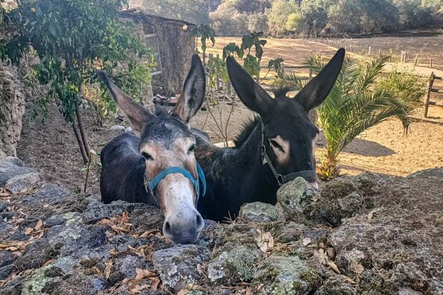 The fire in Burgohondo, Ávila, is progressing as expected, and 50 firefighters from Catar have been deployed. Two donkeys at the La Adrada Botanical Garden, August 1, 2026, in Ávila, Castile and León, Spain. The regional delegate of the Regional Government in Ávila, José Francisco Hernández Herrero, has stated that the Burgohondo wildfire is progressing as expected and has expressed confidence that it can be brought under complete control in the coming hours or days, although for the time being it remains at Level 2 on the Potential Severity Index (IGR) 2 AUGUST 2026 FIRE NATURAL DISASTER BURNT LANDSCAPE SMOKE GARDEN TIÉTAR VALLEY LA ADRADA CASAVIEJA PIEDRALAVES SCULPTURE DONKEYS La Adrada, Ávila, Castile and León La Adrada, Ávila, Castile Copyright: xGabrixSolerax 7698524