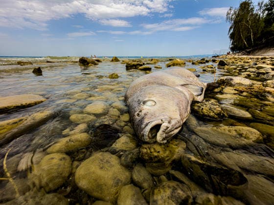 Romanshorn, TG, Switzerland, Lake Constance: A dead fish lies in the shallow water near the shore among rocks on the shore of Lake Constance. A symbolic image representing fish kills, heat, high water temperatures, low water levels, and oxygen depletion, climate change, aquatic ecology, water quality, environmental pollu Copyright: xJOERANxSTEINSIEKx