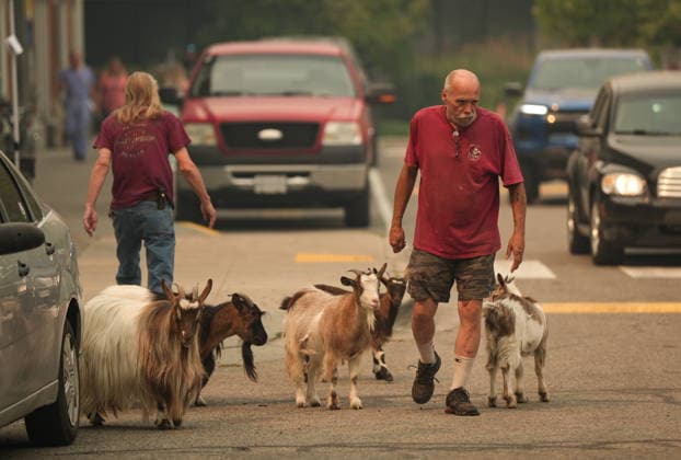 August 9, 2026, Penticton, Bc, CANADA: Greg Krauter, who was forced to evacuate his Summerland, B.C., property with his seven goats due to the Bald Range wildfire, is followed by some of them as he walks to his truck outside an evacuee centre, in Penticton, B.C., on Sunday, Aug. 9, 2026. The Bald Range wildfire in British Columbia s south Okanagan region has forced 20,000 people out of their homes in the Peachland and Summerland areas. Penticton CANADA - ZUMAc35_ 20260809_zaf_c35_043 Copyright: xDarrylxDyckx