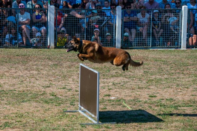 French Center Training Gendarmerie Dog Teams - Gramat The Centre National d’Instruction Cynophile de la Gendarmerie (CNICG) in Gramat, Lot, France on Undated, the sole French center training gendarmerie canine teams since 1945, operates across 14 hectares with nine kennels accommodating up to 150 dogs simultaneously, training 350 students annually in intensive courses to form handler-dog pairs, with dogs—primarily Belgian Malinois—specializing in person search, narcotics detection, explosives, weapons, and electronic media detection. August 13, 2026. Photo by Denis Prezat ABACAPRESS.COM Gramat France Copyright: xPrezatxDenis ABACAx