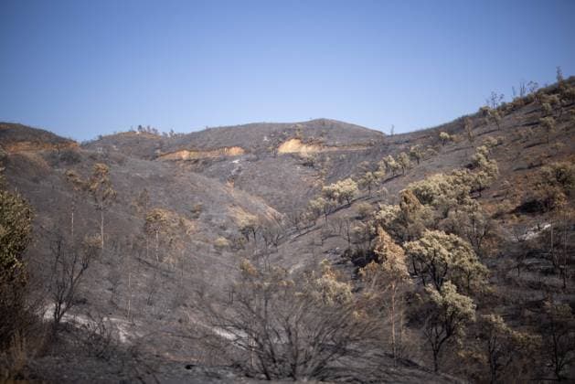 The Niebla Fire Leaves a Devastating Landscape in Berrocal, Huelva The Niebla Fire Leaves a Devastating Landscape in Berrocal, Huelva August 15, 2026, in Berrocal, Huelva, Andalusia, Spain The fire in Niebla, Huelva—which has burned more than 38,000 hectares after raging for over a week— has hit the municipality of Berrocal hard, where the flames have ravaged more than 90% of its municipal area, leaving a desolate landscape of charcoal and ashes. August 15, 2026, Berrocal, Huelva, Andalusia, Sp Berrocal, Huelva, Andalusia, Sp Spain Copyright: xClaraxCarrascox 7715623