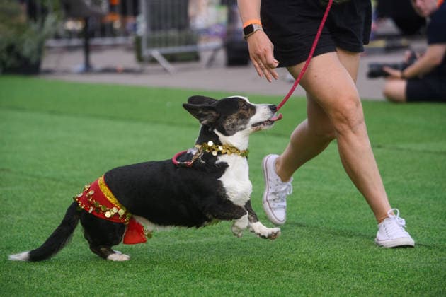 Corgi Race in Vilnius VILNIUS, LITHUANIA - AUGUST 15: Corgis and their owners gather at Vingis Park in Vilnius, Lithuania, on August 15, 2026, during the fifth annual Corgi Race Vilnius. Around 130 corgis from eight countries across Europe and the United States took part in the fifth annual Corgi Race Vilnius on Saturday, drawing thousands of spectators to Vingis Park as the Lithuanian capital again billed itself the European Corgi Capital . The event, which began during the pandemic as a friendly bet between two owners, now features sprint heats, a costume parade, a loudest-bark contest and new agility and run-return races. U.S. owners took first and second place in the main race, highlighting the growing international appeal of the fes Copyright: x2026xAnadoluxYauhenxYerchakx