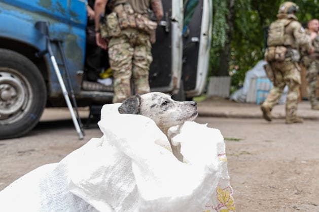 News Bilder des Tages August 19, 2026, Serhiivka, Donetsk Oblast, Ukraine: A dog in a bag waiting to be evacuated from the village of Serhiivka, east of Kramatorsk, in the Donbas region, Ukraine, on August 19, 2026. The White Angels crew, composed of police officers, evacuate people from the frontline towns and villages. Serhiivka Ukraine - ZUMAa252 20260819_zip_a252_010 Copyright: xDavidxAllignonx