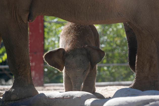 September 15, 2026, Madri, Community Of Madrid, Spain: A male Sumatran elephant calf named MAX is seen exploring his enclosure and interacting with his mother CYNTHIA and other female herd members, including his aunt and sister, at the Zoo Aquarium de Madrid on Tuesday, September 15, 2026, in Madrid, Spain. In a unique naming event, caretakers presented CYNTHIA with three boxes, and she intuitively selected the name MAX, which serendipitously honors the species scientific name, Elephas maximus sumatranus. Born in August 2026 after a 21-month gestation, the calf s arrival was supported by the herd s females, who exhibit natural cooperative rearing behavior (allomothering) to protect and guide the newborn. Sired by VALENTINO (not pictured), - ZUMAo127 20260915_zep_o127_010 Copyright: xHugoxOrtunox