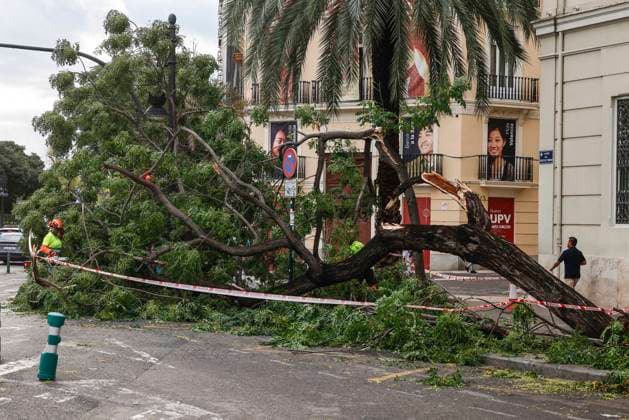 Rainfall totals exceed 100 l m² in Valencia A tree fell on a street in Valencia due to last night’s heavy rains, on September 17, 2026, in Valencia, Valencian Community, Spain. The rains that fell on Wednesday afternoon, September 16, hitting much of the province of Valencia hard, were concentrated in the metropolitan area of the capital, Horta Nord and Sud, and other nearby regions such as Camp de Turia, where some municipalities recorded total rainfall exceeding 100 liters per square meter, accompanied by spectacular downpours, lightning, and winds of 100 kilometers per hour SEPTEMBER 17, 2026 STORM Valencia, Valencian Community Valencia, Valencian Community, Spain Copyright: xRoberxSolsonax 7780584