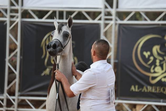 October 2, 2026, Hebron, Palestine, State of: HEBRON, OCCUPIED WEST BANK, OCTOBER 2, 2026: Palestinian riders and horse breeders take part in a three-day Arabian horse beauty show in Hebron, featuring around 300 purebred Arabian horses. Participants from across the West Bank, Jerusalem and Palestinian communities inside Israel gathered for the event, which showcases the characteristics and bloodlines of Arabian horses and promotes horse breeding and equestrian competitions. Organizers and participants hope the event will help develop the Arabian horse show scene in Palestine and create opportunities for riders and breeders to participate in international competitions. Hebron Palestine, State of - ZUMAq101 20261002_zna_q101_208 Copyright: xMosabxShawerx