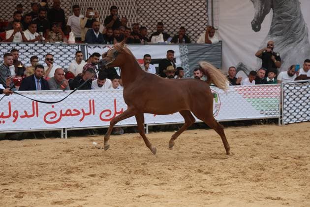 October 2, 2026, Hebron, Palestine, State of: HEBRON, OCCUPIED WEST BANK, OCTOBER 2, 2026: Palestinian riders and horse breeders take part in a three-day Arabian horse beauty show in Hebron, featuring around 300 purebred Arabian horses. Participants from across the West Bank, Jerusalem and Palestinian communities inside Israel gathered for the event, which showcases the characteristics and bloodlines of Arabian horses and promotes horse breeding and equestrian competitions. Organizers and participants hope the event will help develop the Arabian horse show scene in Palestine and create opportunities for riders and breeders to participate in international competitions. Hebron Palestine, State of - ZUMAq101 20261002_zna_q101_191 Copyright: xMosabxShawerx