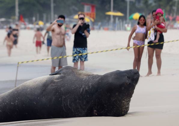 October 6, 2026, Rio De Janeiro, Rio De Janeiro, Brazil: A young southern elephant seal (Mirounga leonina) rests on Copacabana Beach in Rio de Janeiro, Brazil, on October 6, 2026. The unusual visitor has drawn attention along the coast in recent days after being seen in So£o Conrado, across Guanabara Bay in IcaraoÂ, Nitero³i, and now Copacabana. The young animal, which normally inhabits colder waters of the Southern Hemisphere, has attracted curious bathers and beachgoers at each stop. Experts advise people to observe the animal from a safe distance and not approach, touch, feed or attempt to return it to the water. One possibility raised by experts is that the seal traveled north from southern South America, potentially from the regi - ZUMAk251 20261006_znp_k251_002 Copyright: xBobxKarpx