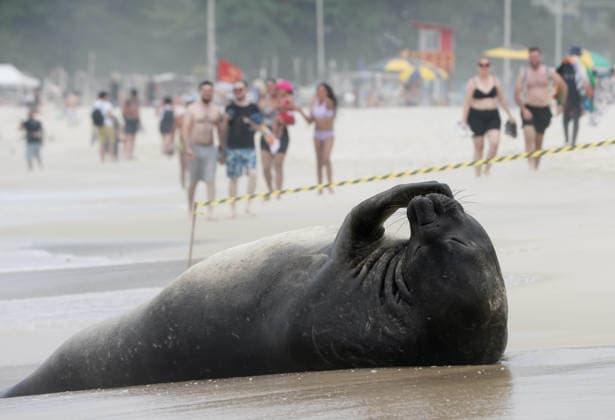 October 6, 2026, Rio De Janeiro, Rio De Janeiro, Brazil: A young southern elephant seal (Mirounga leonina) rests on Copacabana Beach in Rio de Janeiro, Brazil, on October 6, 2026. The unusual visitor has drawn attention along the coast in recent days after being seen in So£o Conrado, across Guanabara Bay in IcaraoÂ, Nitero³i, and now Copacabana. The young animal, which normally inhabits colder waters of the Southern Hemisphere, has attracted curious bathers and beachgoers at each stop. Experts advise people to observe the animal from a safe distance and not approach, touch, feed or attempt to return it to the water. One possibility raised by experts is that the seal traveled north from southern South America, potentially from the regi - ZUMAk251 20261006_znp_k251_014 Copyright: xBobxKarpx