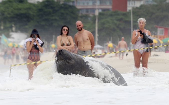 October 6, 2026, Rio De Janeiro, Rio De Janeiro, Brazil: A young southern elephant seal (Mirounga leonina) rests on Copacabana Beach in Rio de Janeiro, Brazil, on October 6, 2026. The unusual visitor has drawn attention along the coast in recent days after being seen in So£o Conrado, across Guanabara Bay in IcaraoÂ, Nitero³i, and now Copacabana. The young animal, which normally inhabits colder waters of the Southern Hemisphere, has attracted curious bathers and beachgoers at each stop. Experts advise people to observe the animal from a safe distance and not approach, touch, feed or attempt to return it to the water. One possibility raised by experts is that the seal traveled north from southern South America, potentially from the regi - ZUMAk251 20261006_znp_k251_023 Copyright: xBobxKarpx