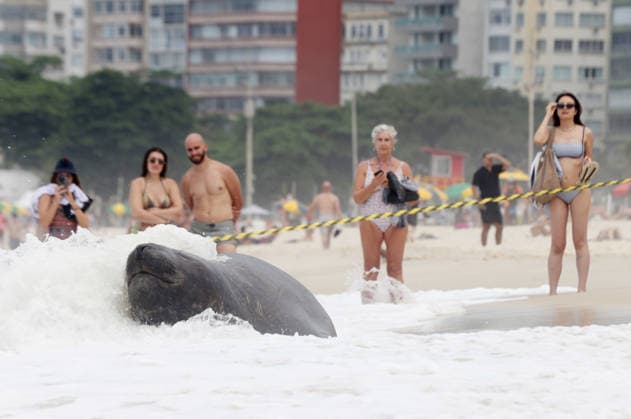 October 6, 2026, Rio De Janeiro, Rio De Janeiro, Brazil: A young southern elephant seal (Mirounga leonina) rests on Copacabana Beach in Rio de Janeiro, Brazil, on October 6, 2026. The unusual visitor has drawn attention along the coast in recent days after being seen in So£o Conrado, across Guanabara Bay in IcaraoÂ, Nitero³i, and now Copacabana. The young animal, which normally inhabits colder waters of the Southern Hemisphere, has attracted curious bathers and beachgoers at each stop. Experts advise people to observe the animal from a safe distance and not approach, touch, feed or attempt to return it to the water. One possibility raised by experts is that the seal traveled north from southern South America, potentially from the regi - ZUMAk251 20261006_znp_k251_027 Copyright: xBobxKarpx