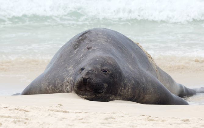 October 6, 2026, Rio De Janeiro, Rio De Janeiro, Brazil: A young southern elephant seal (Mirounga leonina) rests on Copacabana Beach in Rio de Janeiro, Brazil, on October 6, 2026. The unusual visitor has drawn attention along the coast in recent days after being seen in So£o Conrado, across Guanabara Bay in IcaraoÂ, Nitero³i, and now Copacabana. The young animal, which normally inhabits colder waters of the Southern Hemisphere, has attracted curious bathers and beachgoers at each stop. Experts advise people to observe the animal from a safe distance and not approach, touch, feed or attempt to return it to the water. One possibility raised by experts is that the seal traveled north from southern South America, potentially from the regi - ZUMAk251 20261006_znp_k251_029 Copyright: xBobxKarpx