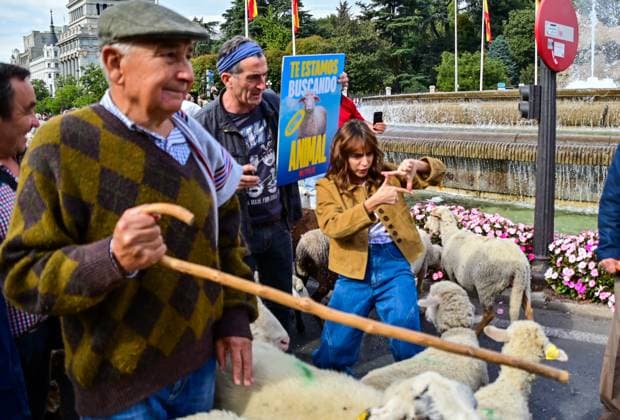 October 19, 2025, Madrid, Madrid, SPAIN: Madrid celebrates the traditional Transhumance Day, when hundreds of sheep and shepherds walk through the historic city center following the ancient droversâ€⠢ routes. The event highlights transhumance as both a cultural and environmental heritage, with flocks passing through Puerta del Sol, Plaza de Cibeles, and other emblematic streets, accompanied by shepherds in traditional attire and folk music. Madrid SPAIN - ZUMAz108 20251019_znp_z108_008 Copyright: xRichardxZubelzux