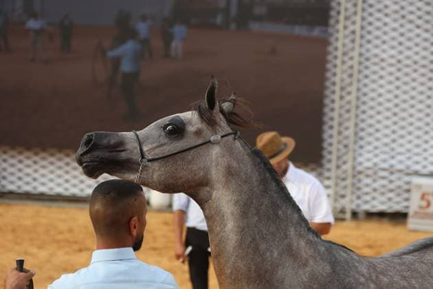 October 2, 2026, Hebron, Palestine, State of: HEBRON, OCCUPIED WEST BANK, OCTOBER 2, 2026: Palestinian riders and horse breeders take part in a three-day Arabian horse beauty show in Hebron, featuring around 300 purebred Arabian horses. Participants from across the West Bank, Jerusalem and Palestinian communities inside Israel gathered for the event, which showcases the characteristics and bloodlines of Arabian horses and promotes horse breeding and equestrian competitions. Organizers and participants hope the event will help develop the Arabian horse show scene in Palestine and create opportunities for riders and breeders to participate in international competitions. Hebron Palestine, State of - ZUMAq101 20261002_zna_q101_202 Copyright: xMosabxShawerx