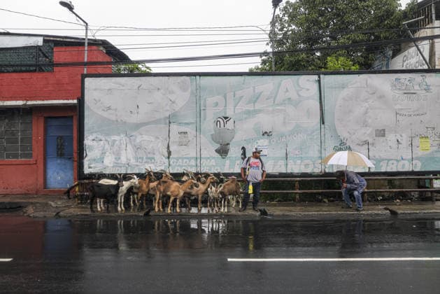 Heavy rains linked to El Nino trigger severe land collapse in Guatemala SAN MIGUEL PETAPA, GUATEMALA - OCTOBER 04: A man waits by the road with a herd of goats as residents try to go on with their daily lives amid severe damage and collapsed structures in the Villa Hermosa I neighborhood following relentless rainfall and the overflow of the Pinula River in San Miguel Petapa, Guatemala on October 04, 2026. The rising waters, linked to the El Nino phenomenon, triggered extensive riverbank erosion and land loss, damaging several homes and leaving nearby properties at continuous risk of collapse. Luis Vargas Anadolu San Miguel Petapa Guatemala. Editorial use only. Please get in touch for any other usage. Copyright: x2026xAnadoluxLuisxVargasx