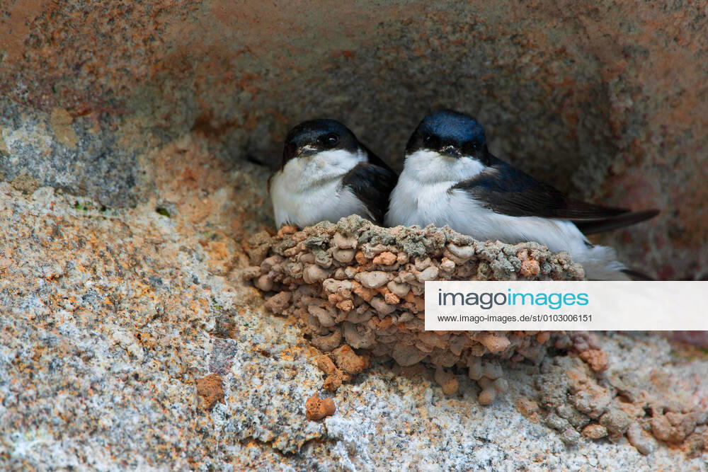 House Martin, Flour Swallow Delichon urbica, Delichon urbicum , pair in nest, Belgium common house martin Delichon urbica, Delichon urbicum , pair in nest, Belgium BLWS625430