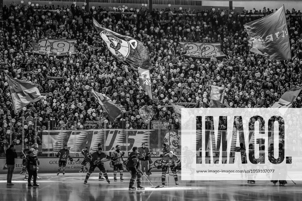 NL : Lausanne HC - HC Lugano 21.02.2025, Lausanne, Vaudoise Arena, NL: Lausanne HC - HC Lugano. Fans LHC during the Swiss National League Ice hockey, Eishockey championship match between Lausanne HC and HC Lugano the Friday 21.02.2025 at the Vaudoise Arena in Lausanne, Switzerland. Lausanne Vaudoise Arena Vaud Switzerland