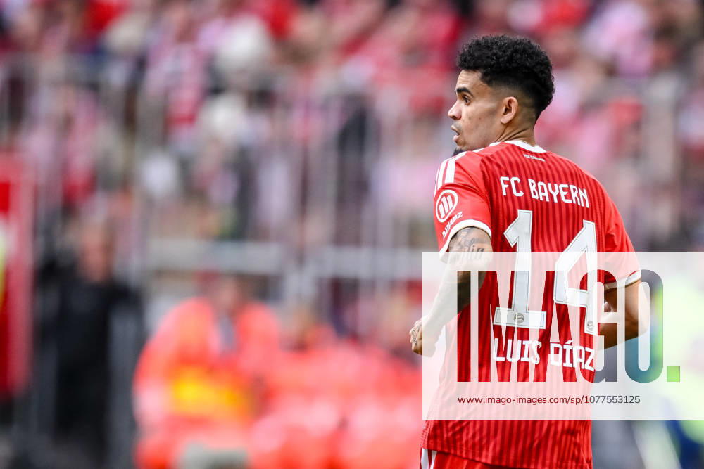 Luis Diaz FC Bayern München Looks on during the Bundesliga match between FC Bayern München and 1 FC Köln, Allianz Arena am 16 May 2026 in München, Germany Photo by Harry Langer DeFodi Images Luis Diaz FC Bayern München Looks on during the Bundesliga match between FC Bayern München and 1 FC Köln at Allianz Arena on May 16, 2026 in München, Germany Photo by Harry Langer DeFodi Images DFL regulations prohibit any use of photographs as image sequences and or quasi video Photo by Harry Langer DeFodi Images DFL regulations prohibit any use of photographs as image sequences and or quasi video
