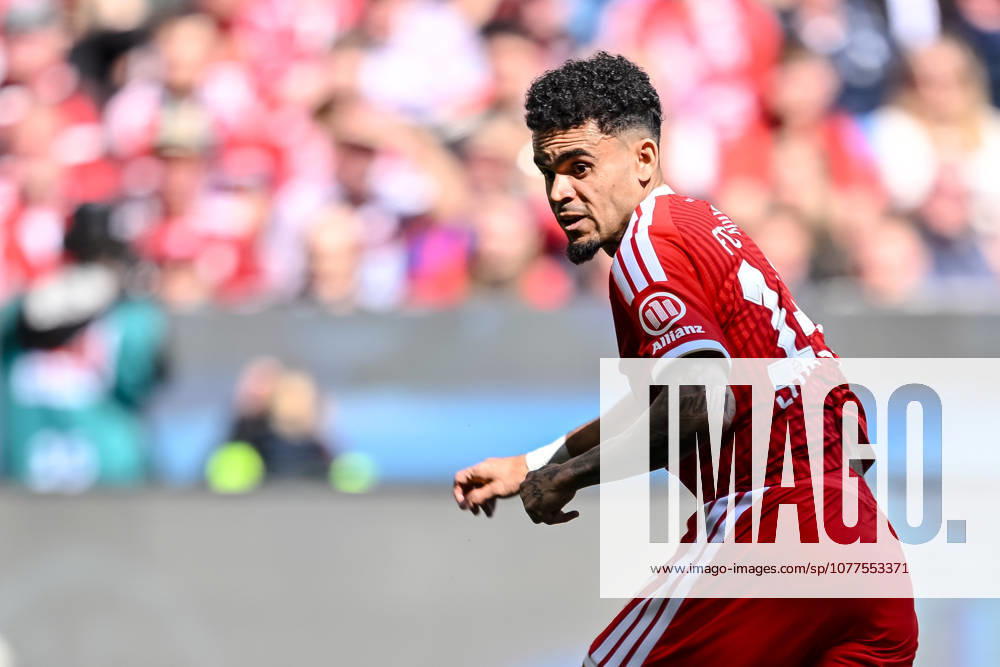 Luis Diaz FC Bayern München Looks on during the Bundesliga match between FC Bayern München and 1 FC Köln, Allianz Arena am 16 May 2026 in München, Germany Photo by Harry Langer DeFodi Images Luis Diaz FC Bayern München Looks on during the Bundesliga match between FC Bayern München and 1 FC Köln at Allianz Arena on May 16, 2026 in München, Germany Photo by Harry Langer DeFodi Images DFL regulations prohibit any use of photographs as image sequences and or quasi video Photo by Harry Langer DeFodi Images DFL regulations prohibit any use of photographs as image sequences and or quasi video