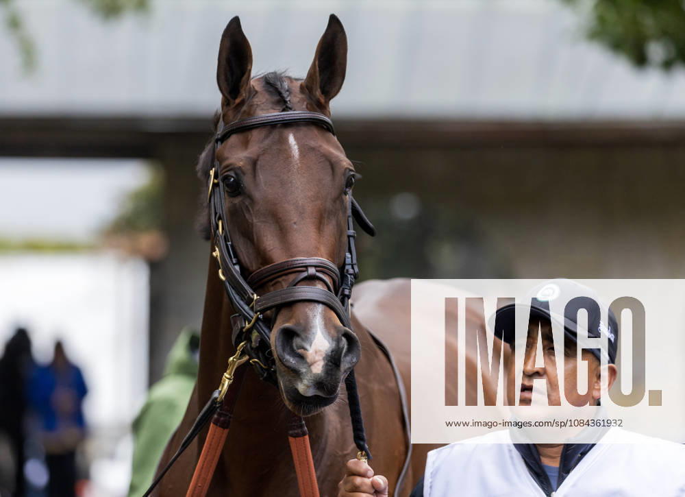 HORSE RACING 2026: QEII GI Day Keeneland OCT 10 October 10, 2026, Lexington, Ky, USA: Deep Learning (10) in the paddock before the Queen Elizabeth II Challenge Cup on QEII GI Day on October 10, 2026. Candice Chavez Eclipse Sportswire CSM(Credit Image: Â {Serial Cal Media) Lexington Ky USA