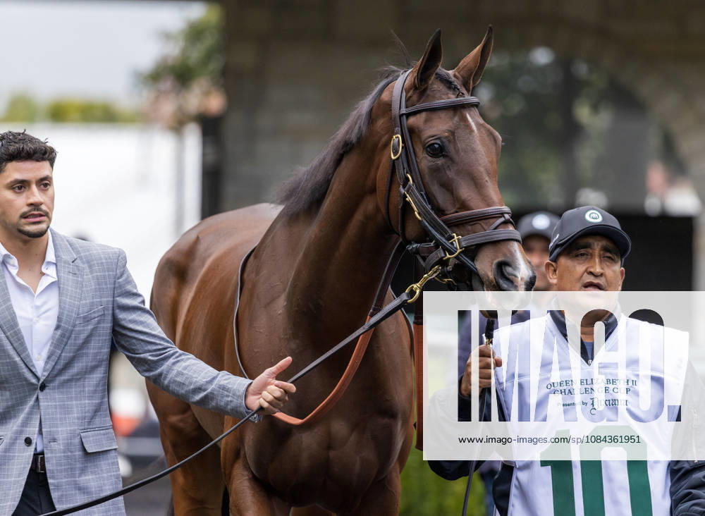 HORSE RACING 2026: QEII GI Day Keeneland OCT 10 October 10, 2026, Lexington, Ky, USA: Deep Learning (10) in the paddock before the Queen Elizabeth II Challenge Cup on QEII GI Day on October 10, 2026. Candice Chavez Eclipse Sportswire CSM(Credit Image: Â {Serial Cal Media) Lexington Ky USA