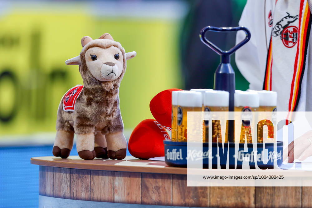 Soccer, Bundesliga, 1. FC Köln vs. Borussia Mönchengladbach, RheinEnergieSTADION, Matchday 5, 2026–2027 season. Hennes the Goat, the mascot, with a beer at a bar. DFB regulations prohibit any use of photographs as image sequences and or quasi-video. Photo: WilkowskixPressefotoKochx, North Rhine-Westphalia, Germany