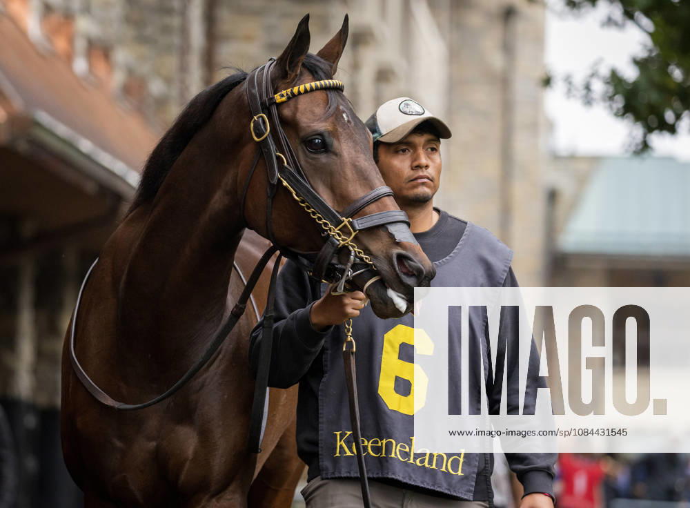 HORSE RACING 2026: Franklin Stakes Day Keeneland OCT 11 October 11, 2026, Lexington, Ky, USA: Kehoe Beach (6) in the paddock before the Franklin Stakes on Franklin Stakes Day on October 11, 2026. Candice Chavez Eclipse Sportswire CSM(Credit Image: Â {Serial Cal Media) Lexington Ky USA