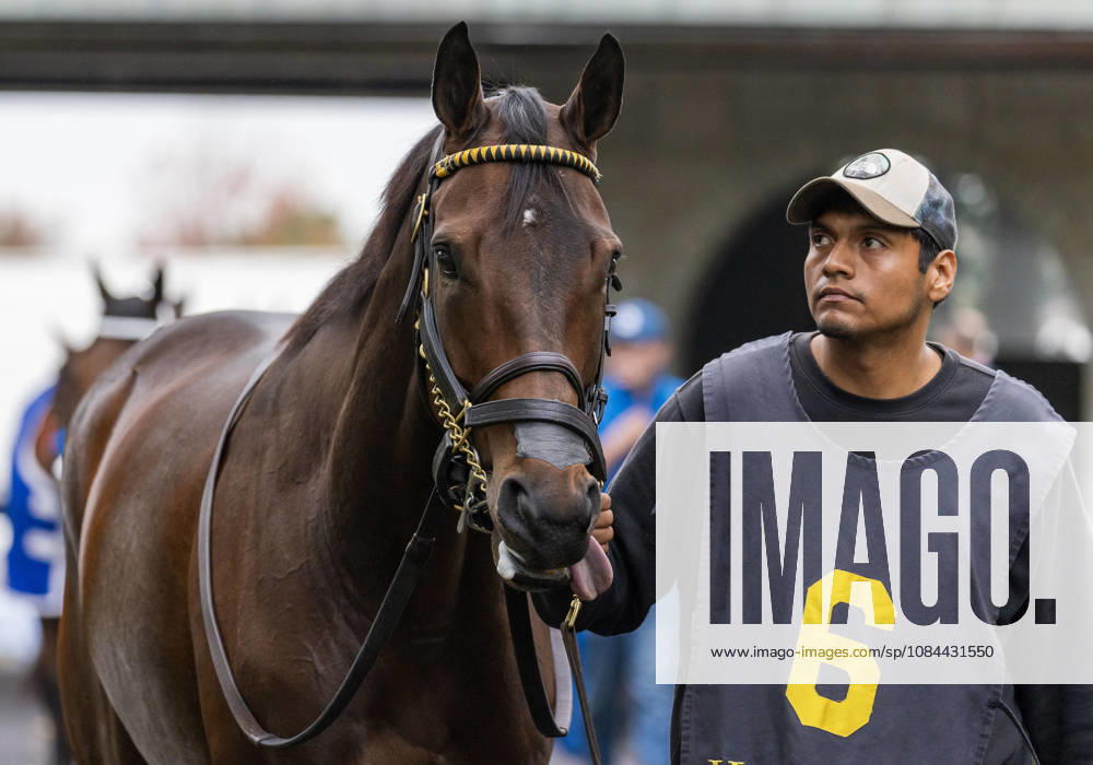 HORSE RACING 2026: Franklin Stakes Day Keeneland OCT 11 October 11, 2026, Lexington, Ky, USA: Kehoe Beach (6) in the paddock before the Franklin Stakes on Franklin Stakes Day on October 11, 2026. Candice Chavez Eclipse Sportswire CSM(Credit Image: Â {Serial Cal Media) Lexington Ky USA