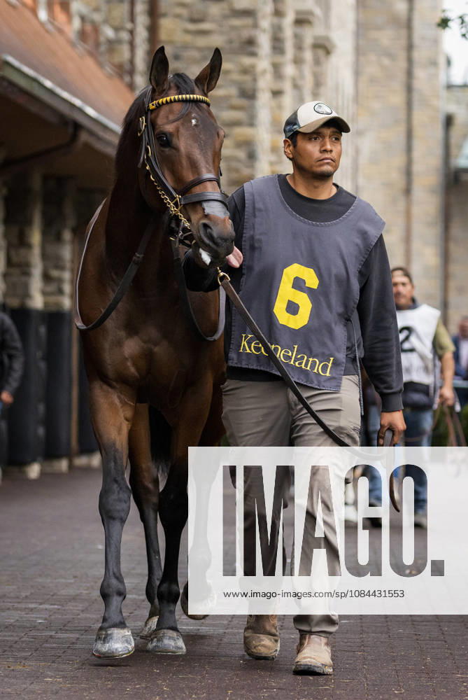 HORSE RACING 2026: Franklin Stakes Day Keeneland OCT 11 October 11, 2026, Lexington, Ky, USA: Kehoe Beach (6) in the paddock before the Franklin Stakes on Franklin Stakes Day on October 11, 2026. Candice Chavez Eclipse Sportswire CSM(Credit Image: Â {Serial Cal Media) Lexington Ky USA